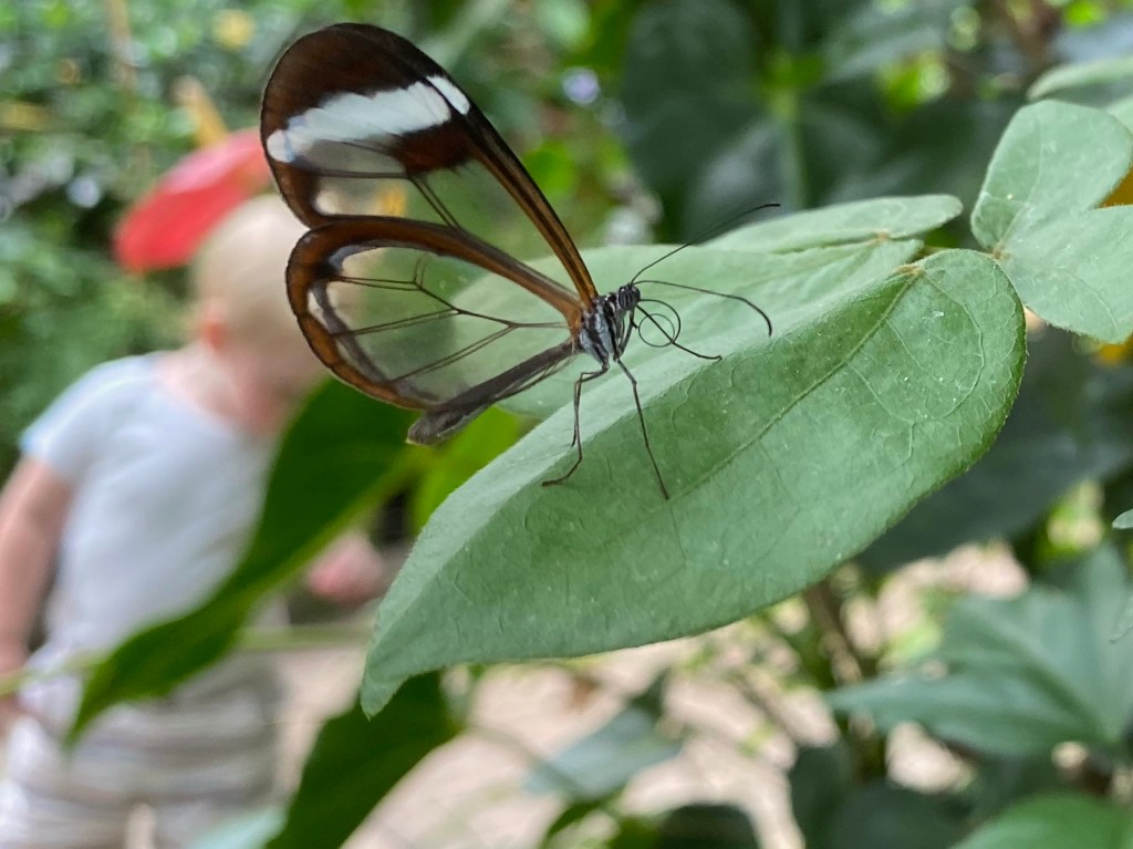 A  Mom’s Guide to Magic Wings in Deerfield,&nbsp;MA